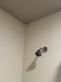 Roach in shower