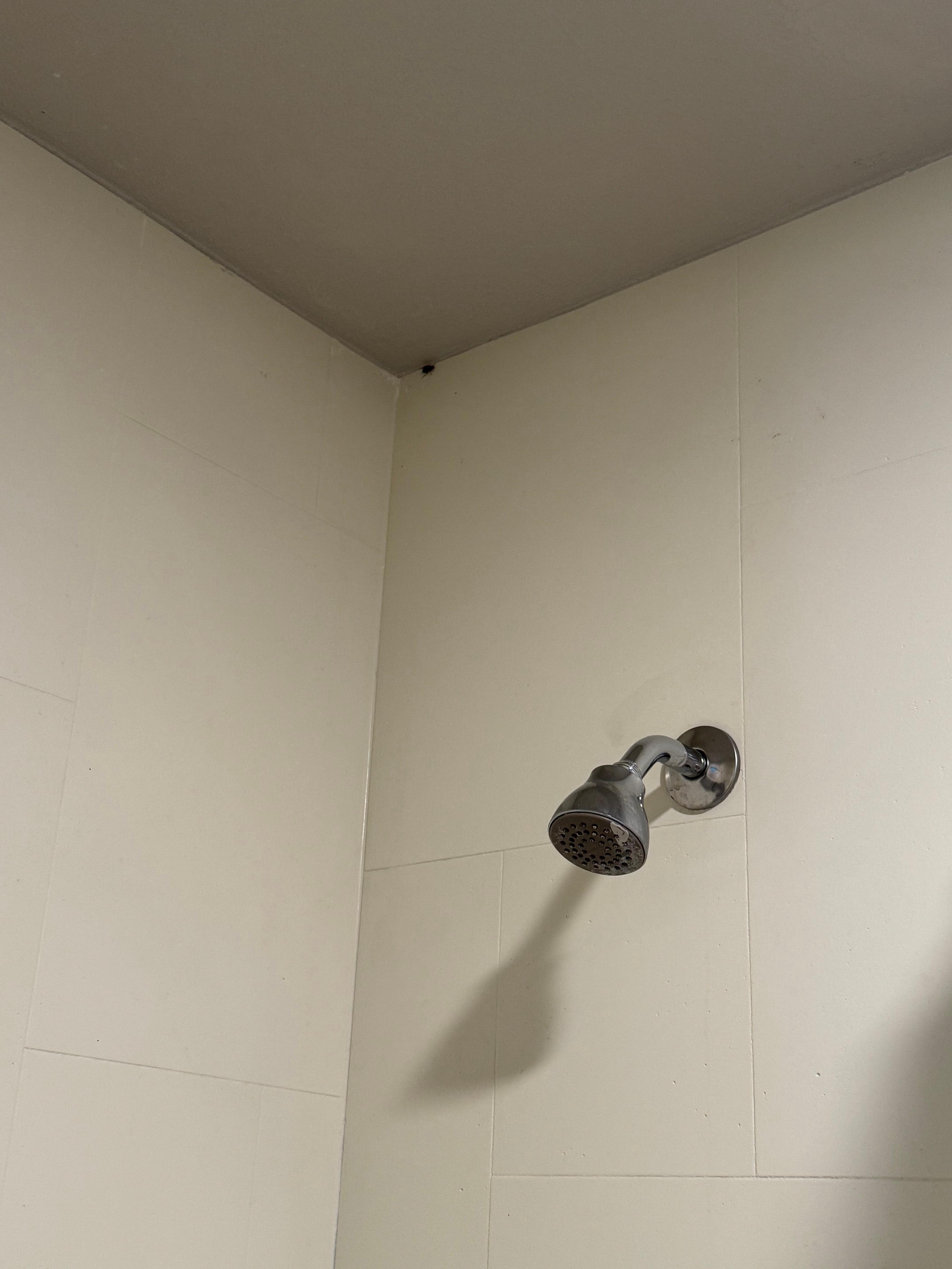 Roach in shower