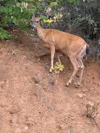 Early morning guest just outside the door