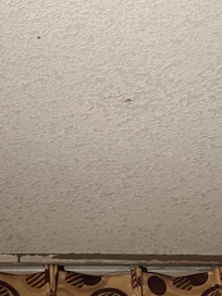 Seeing multiple spiders in my room and having my baby with me was very upsetting and not even that they will not refund me after I left only a couple of hours of seeing these spiders in my room.
