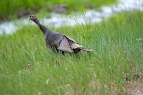 Wild turkey with chicks