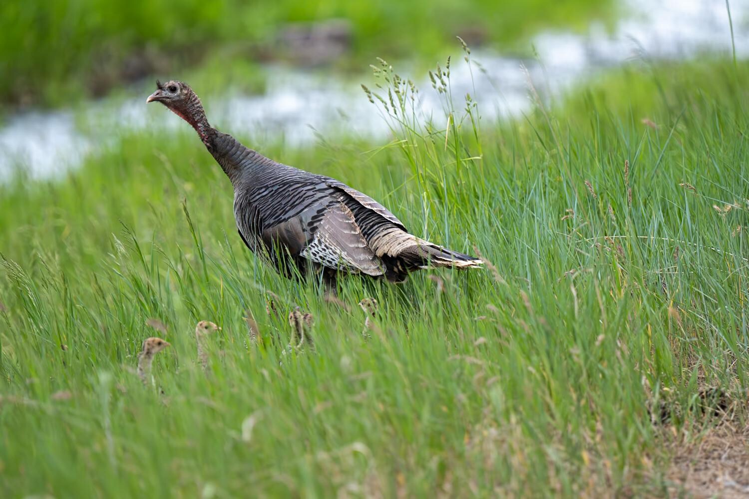 Wild turkey with chicks 