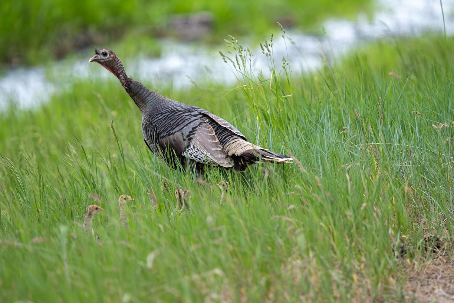 Wild turkey with chicks