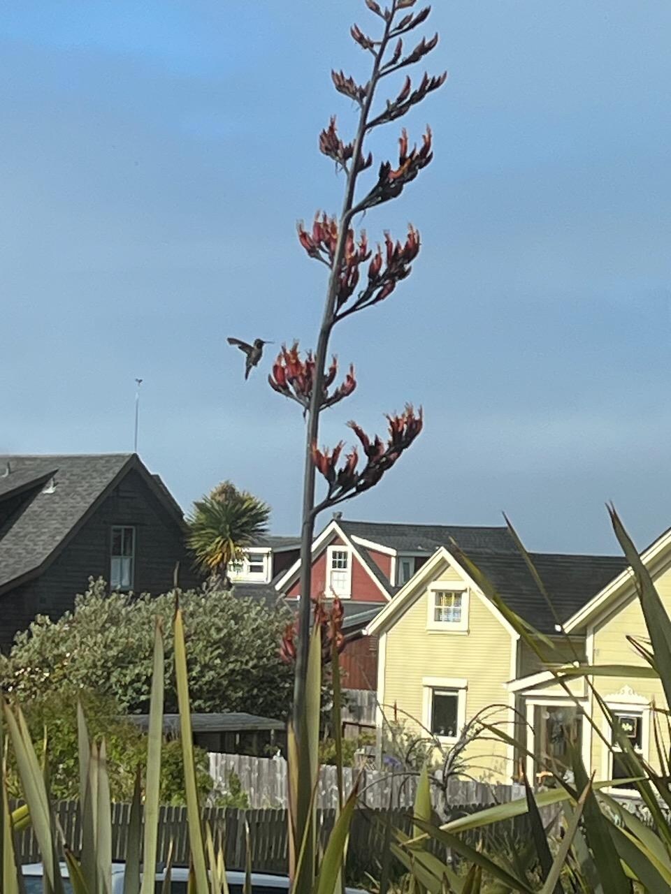 a front yard visitor