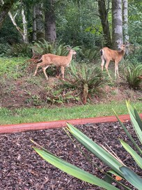 Our Deer Friends, experienced many wildlife interactions and pleasant serenity in the beautiful nature surroundings.