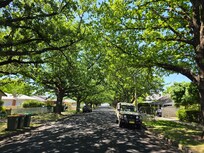 Orange has beautiful trees