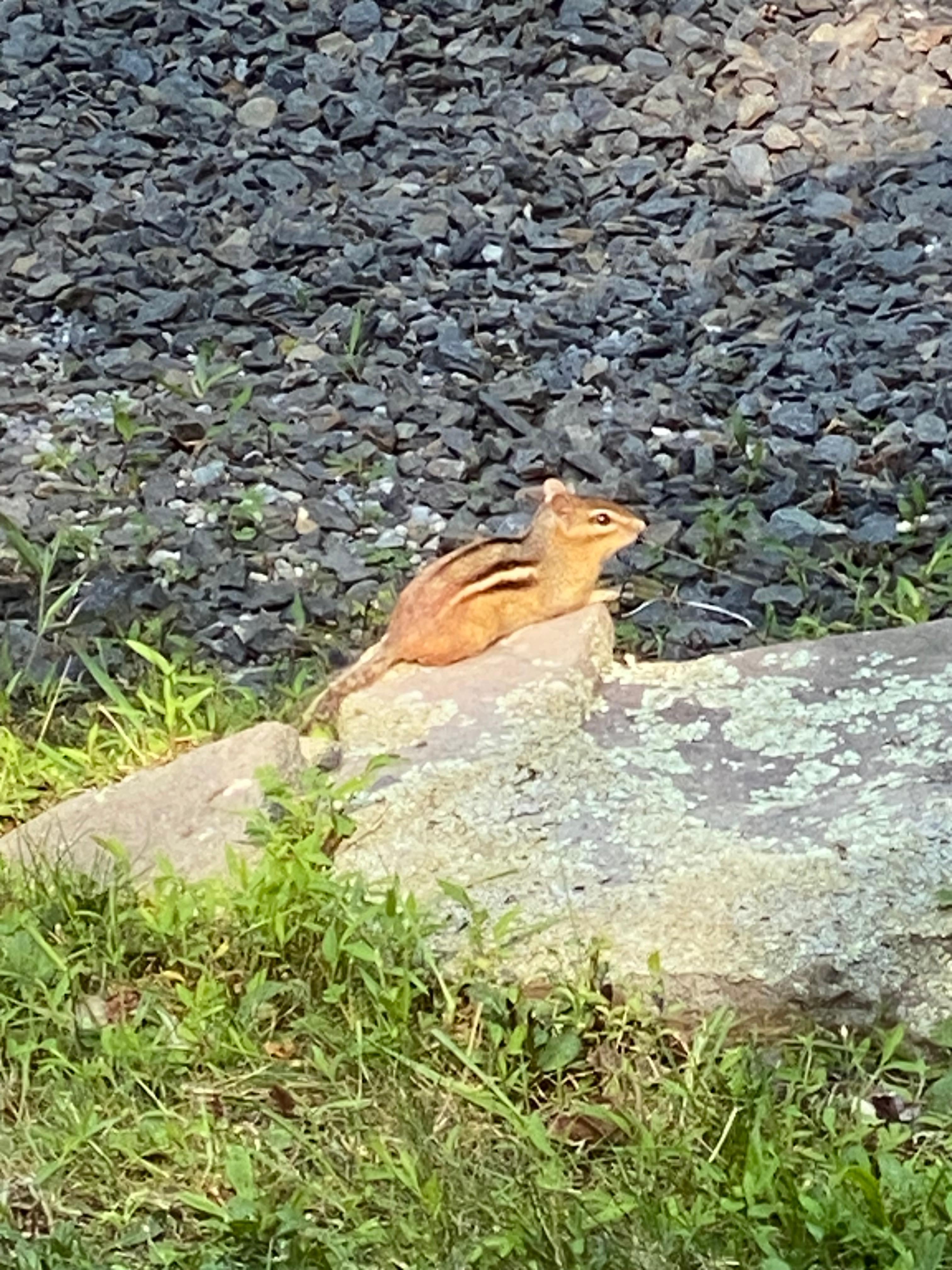 Loved the chipmunk friends