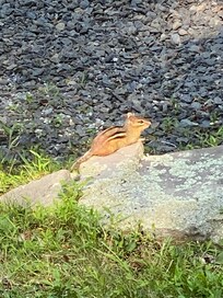 Loved the chipmunk friends