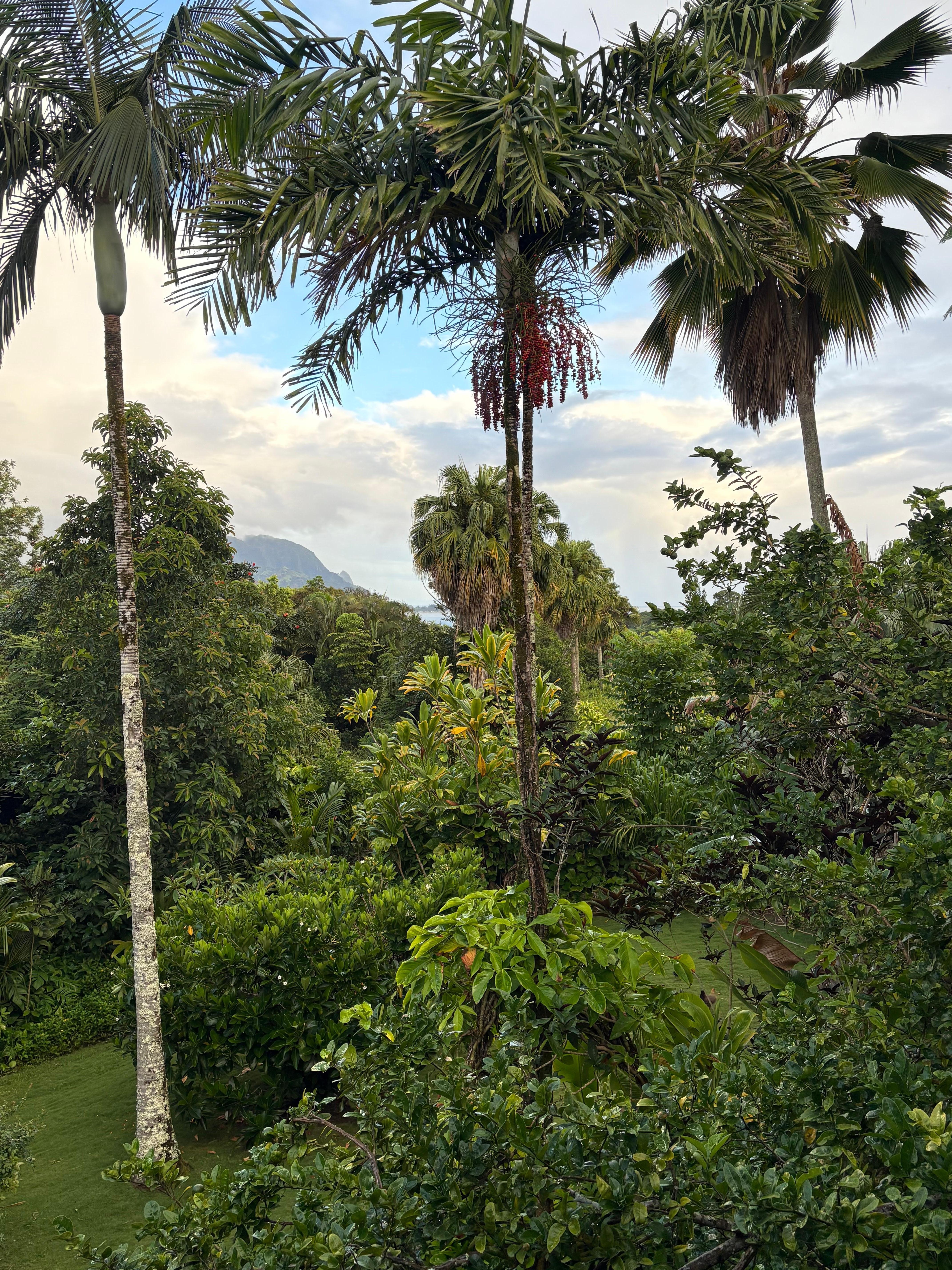 View of the garden space