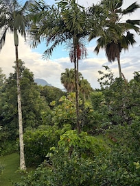 View of the garden space