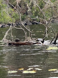 Turtles Mitchell Lake - Aug. 2025