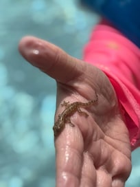 Granddaughter was so happy to save a gecko from drowning!