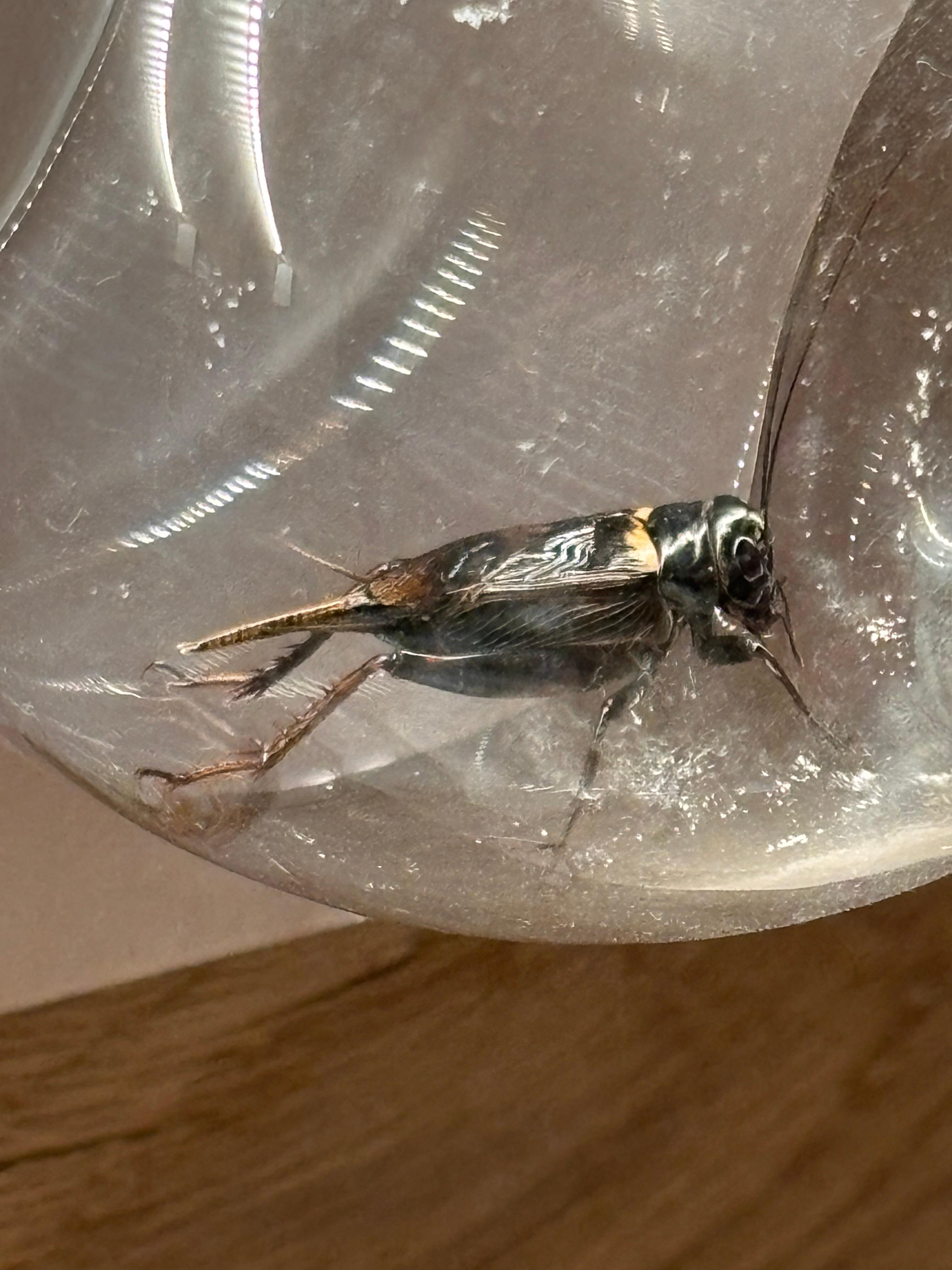 Cockroach probably got in under our door from the open door at the end of corridor. Freaked us out!!