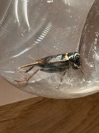 Cockroach probably got in under our door from the open door at the end of corridor. Freaked us out!!