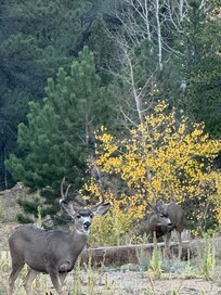 Three bucks came to graze around the cabin.