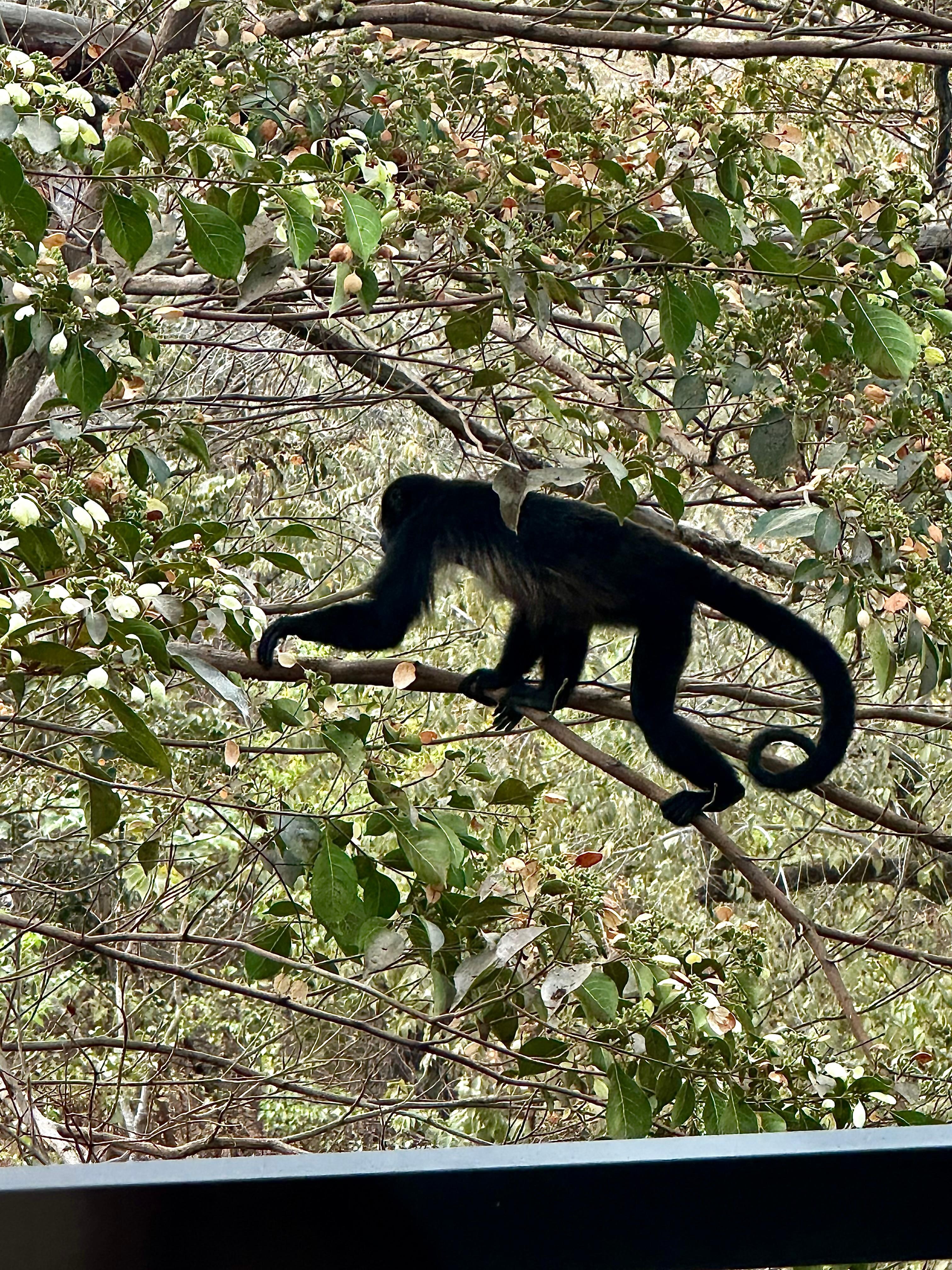 Don’t worry, they don’t interact with humans. They are just incredible to watch in their natural habitat 