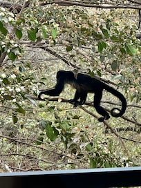 Don’t worry, they don’t interact with humans. They are just incredible to watch in their natural habitat