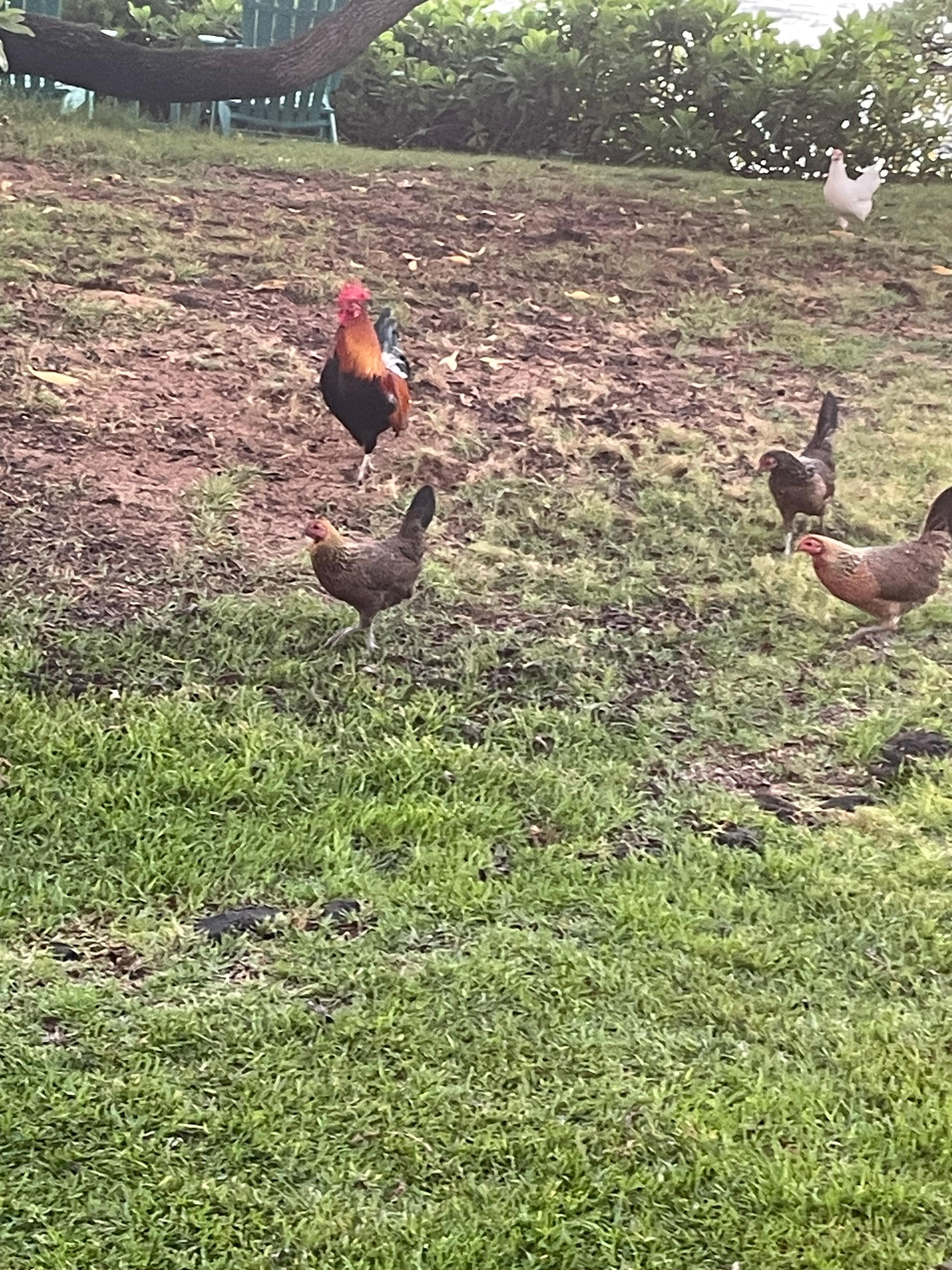 Local chickens that visited every morning