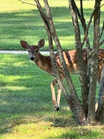 Bambi grazing outside.
