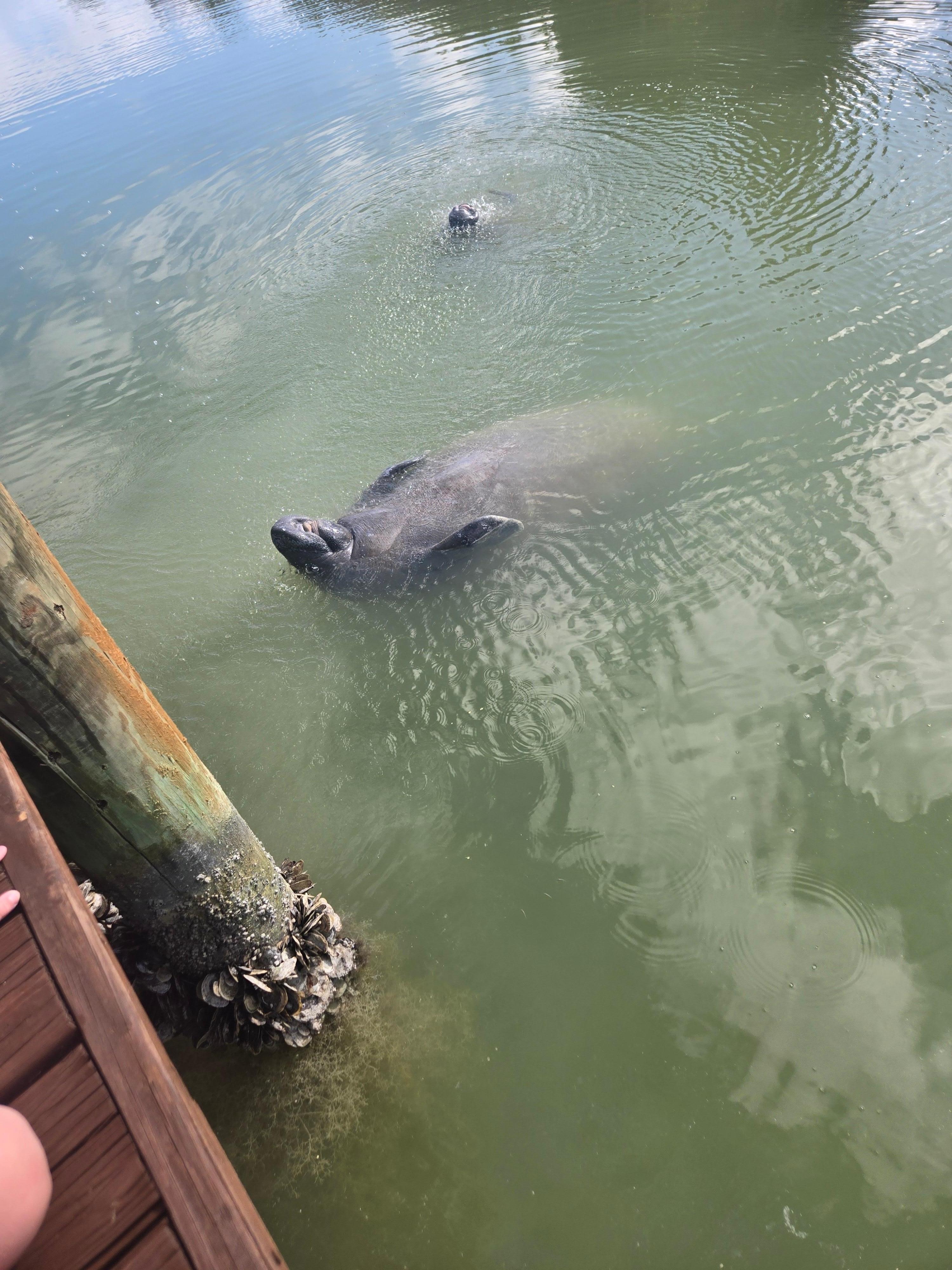 Pictures of the manatees!