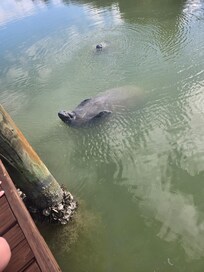 Pictures of the manatees!