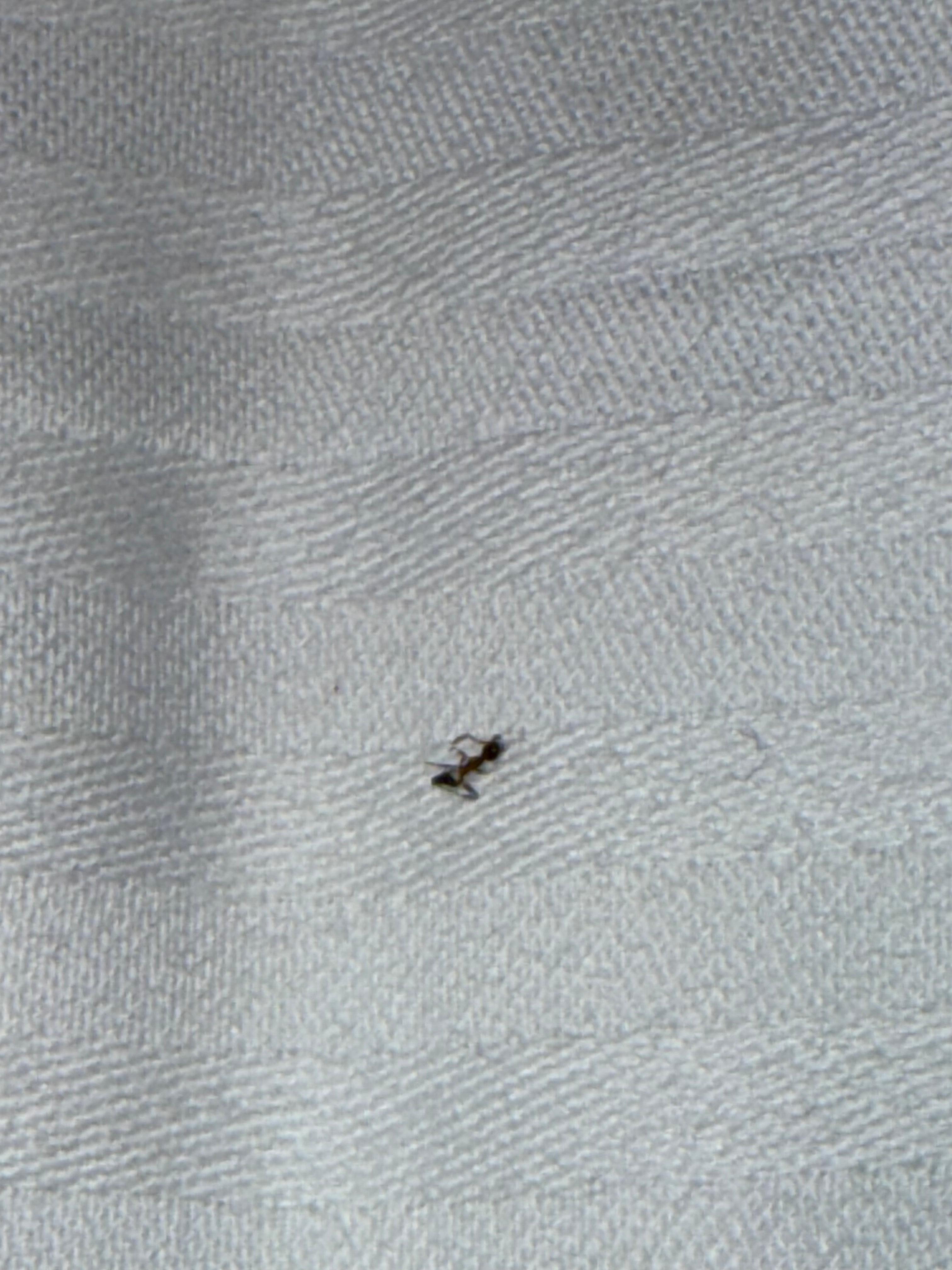 Ant on one of the Beds