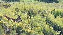 Deer passed by daily