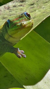 This little guy lives in the yard with many of his friends.