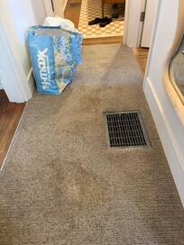 Pet stained carpet