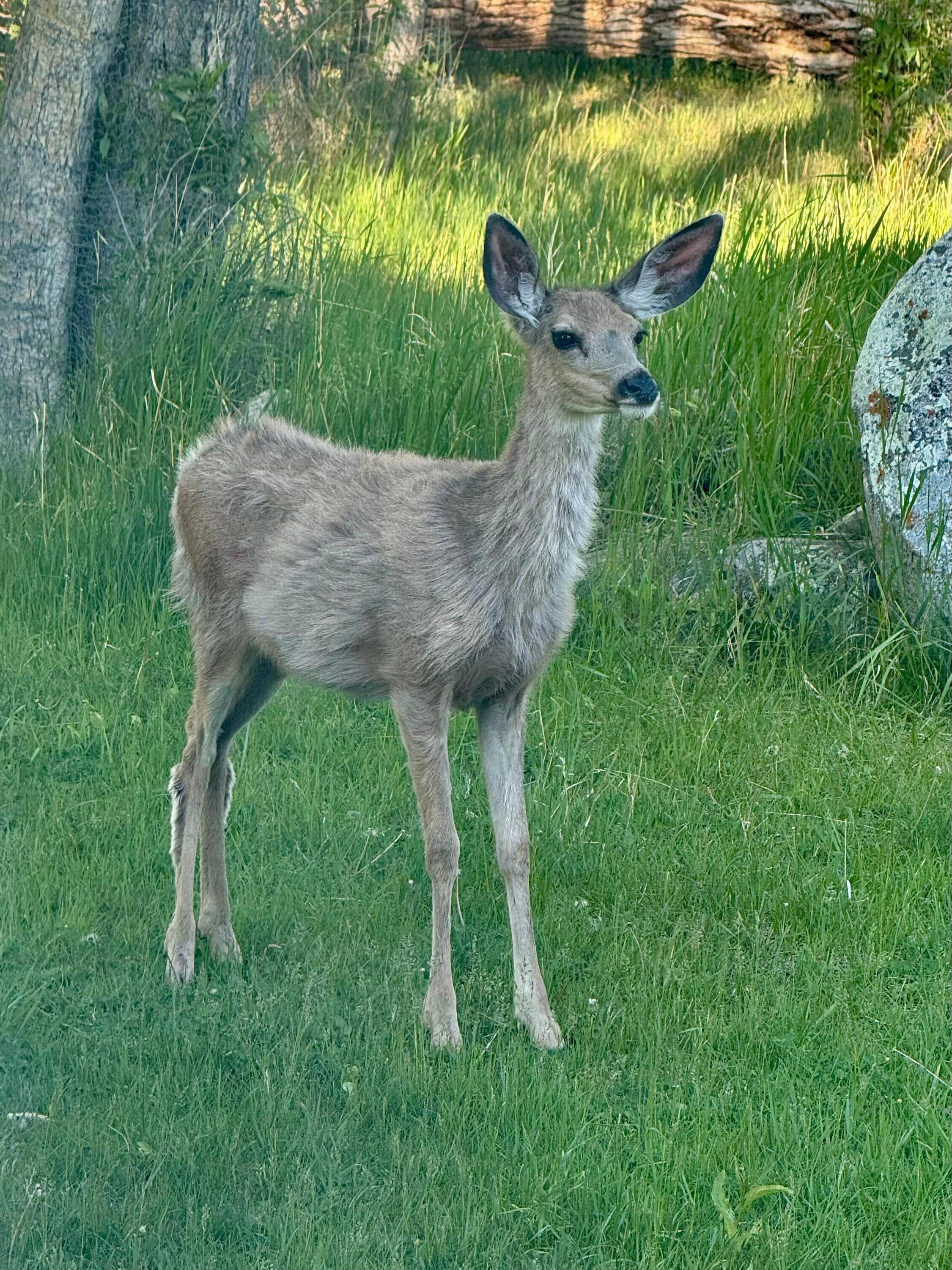 Mule deer in the side yard