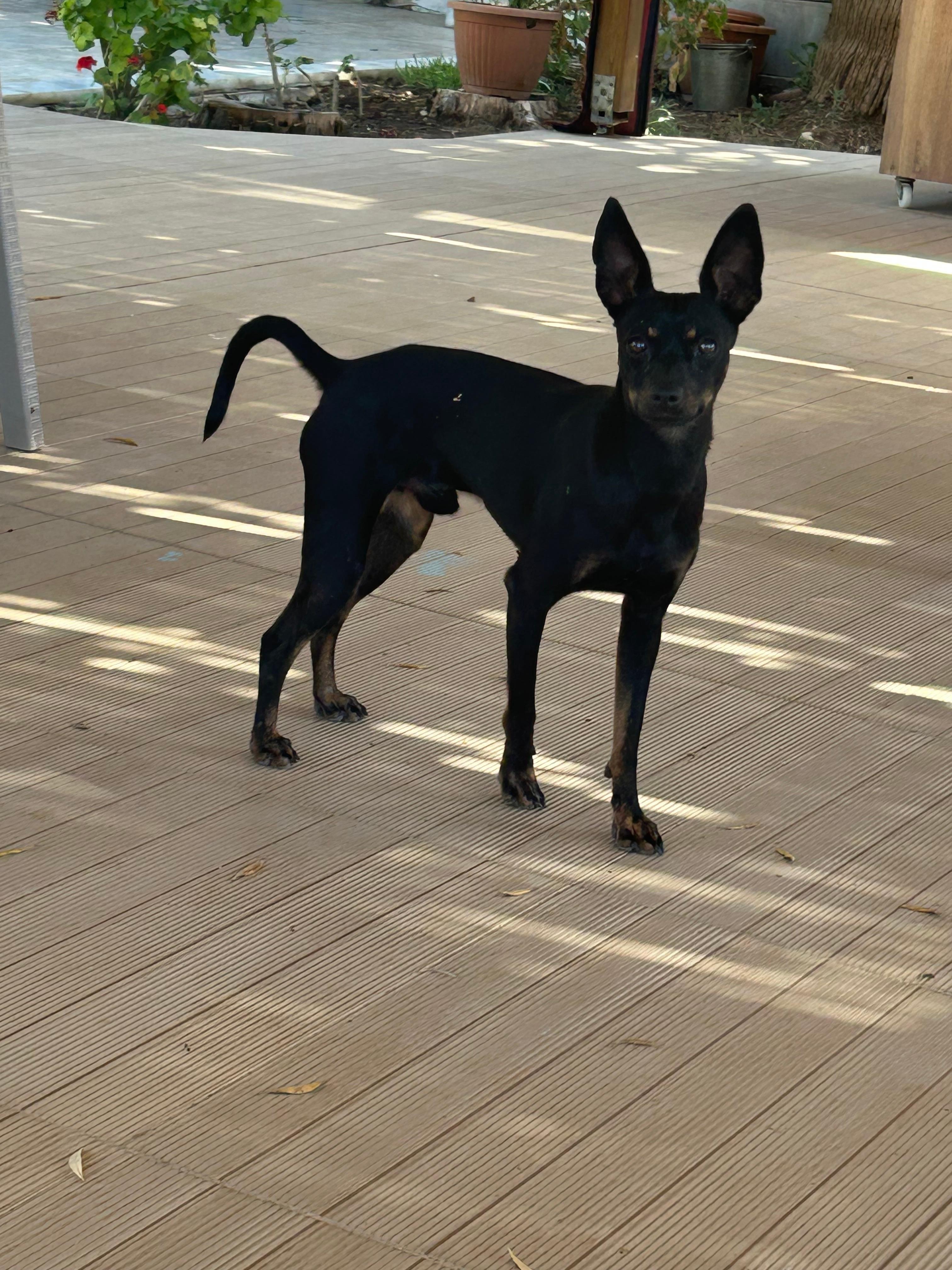 Tesisin maskotu minik ASLAN…