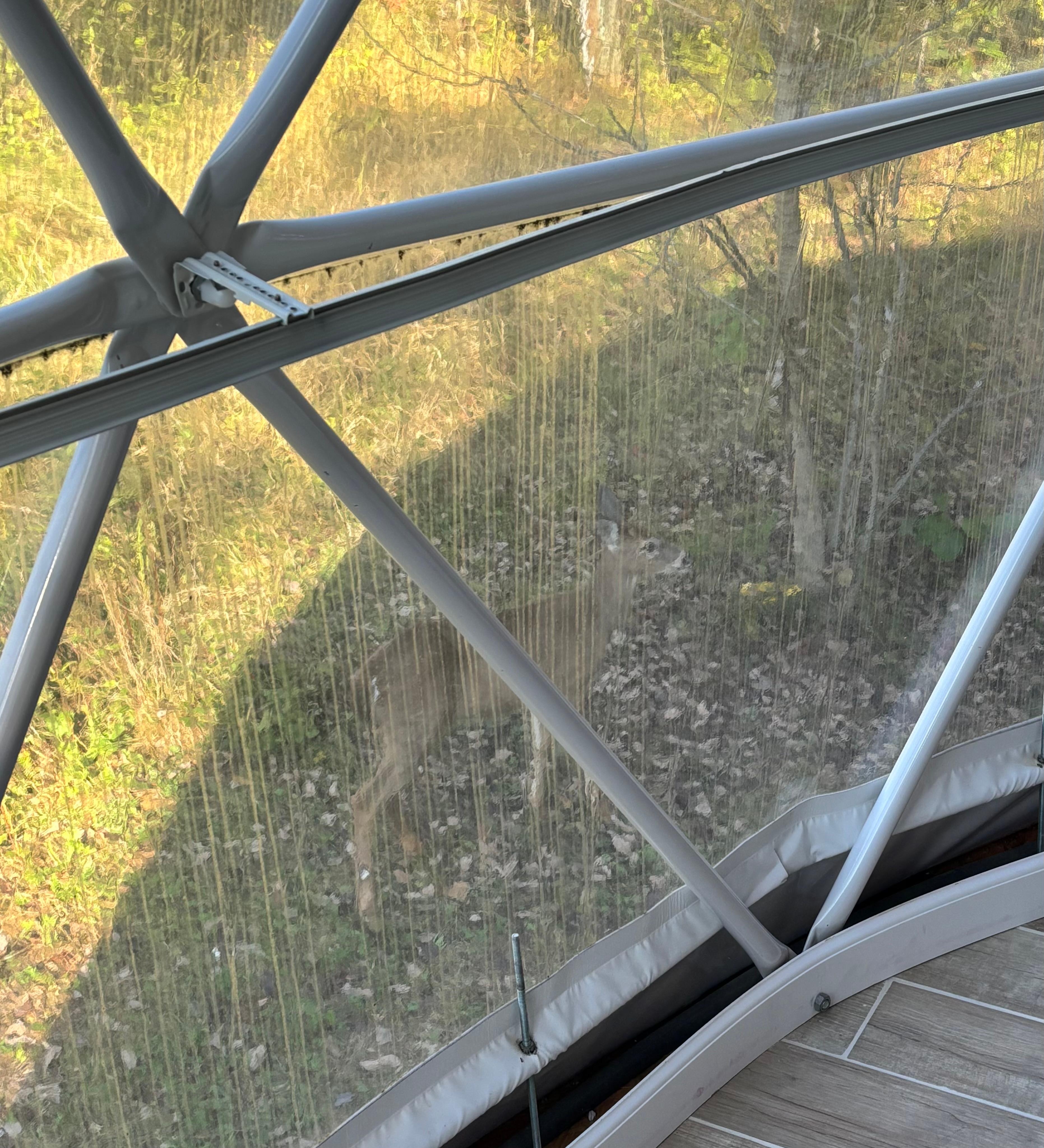 Deer outside large bedroom window. 