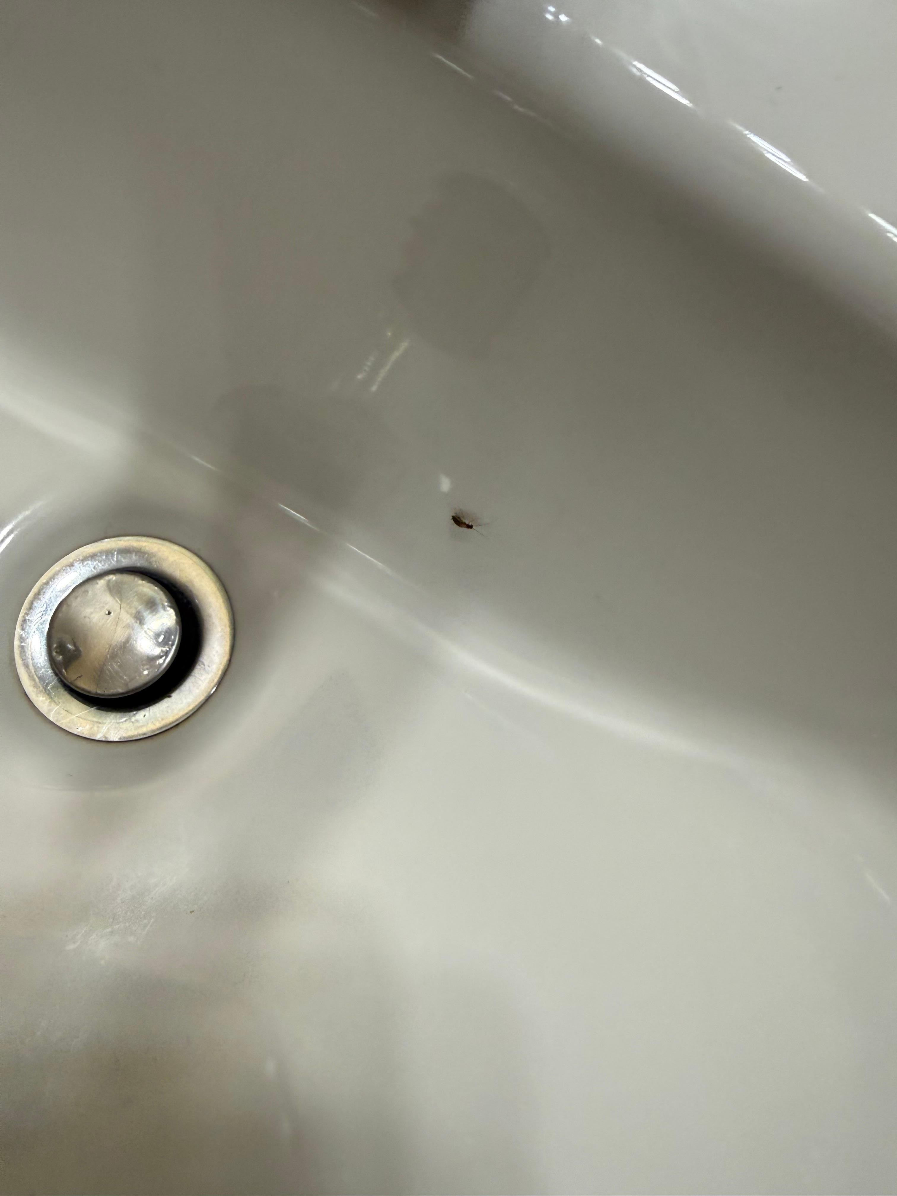 Roaches in kids bathroom 