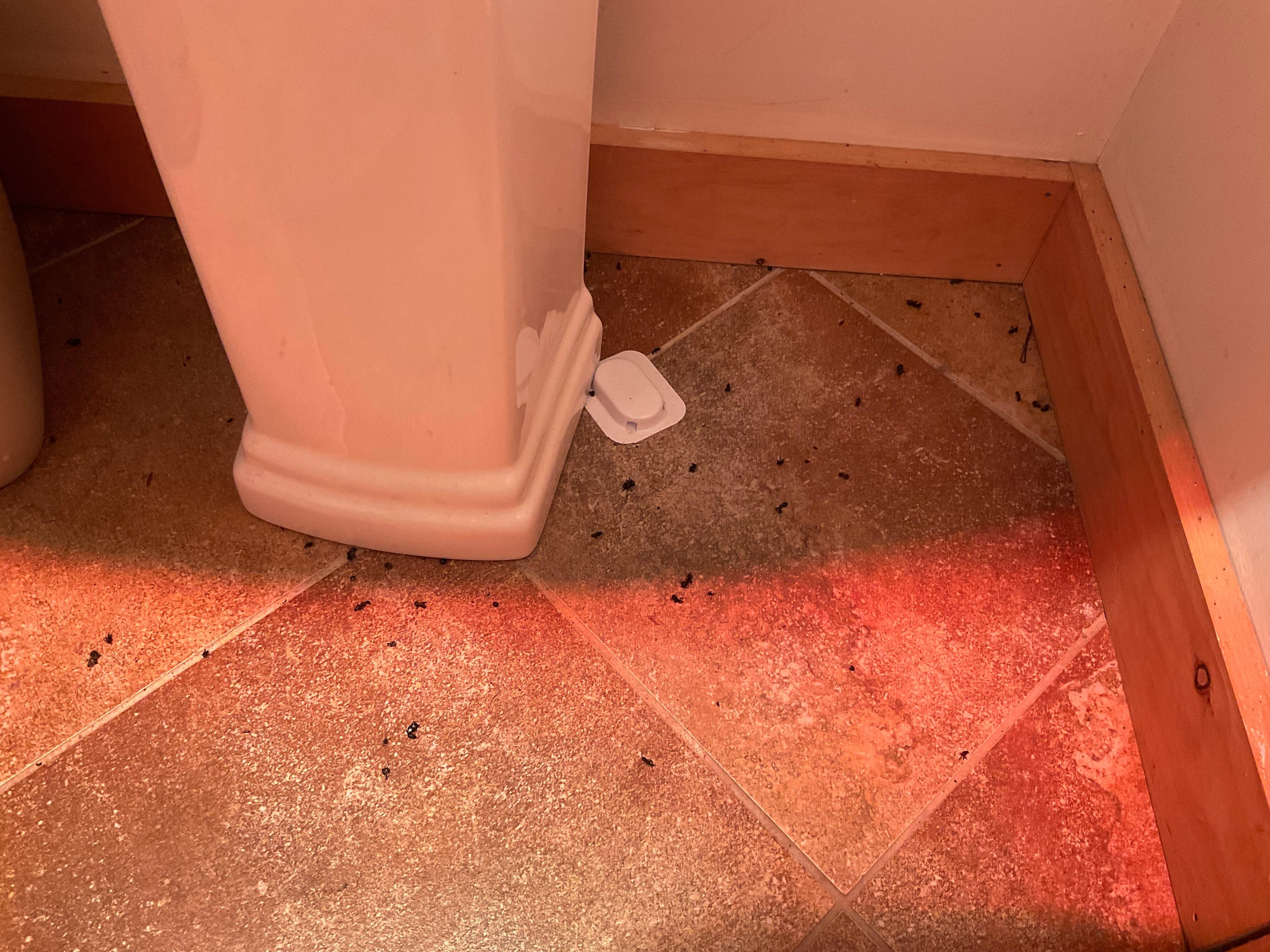 Ants in bathroom