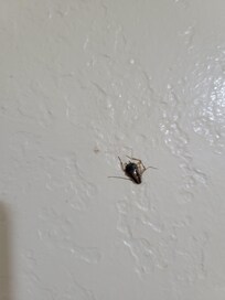 Roach they killed & left on the wall for us