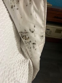 Blood or something under toilet seat. There were poo tracks on the bowl. Didn’t clean them