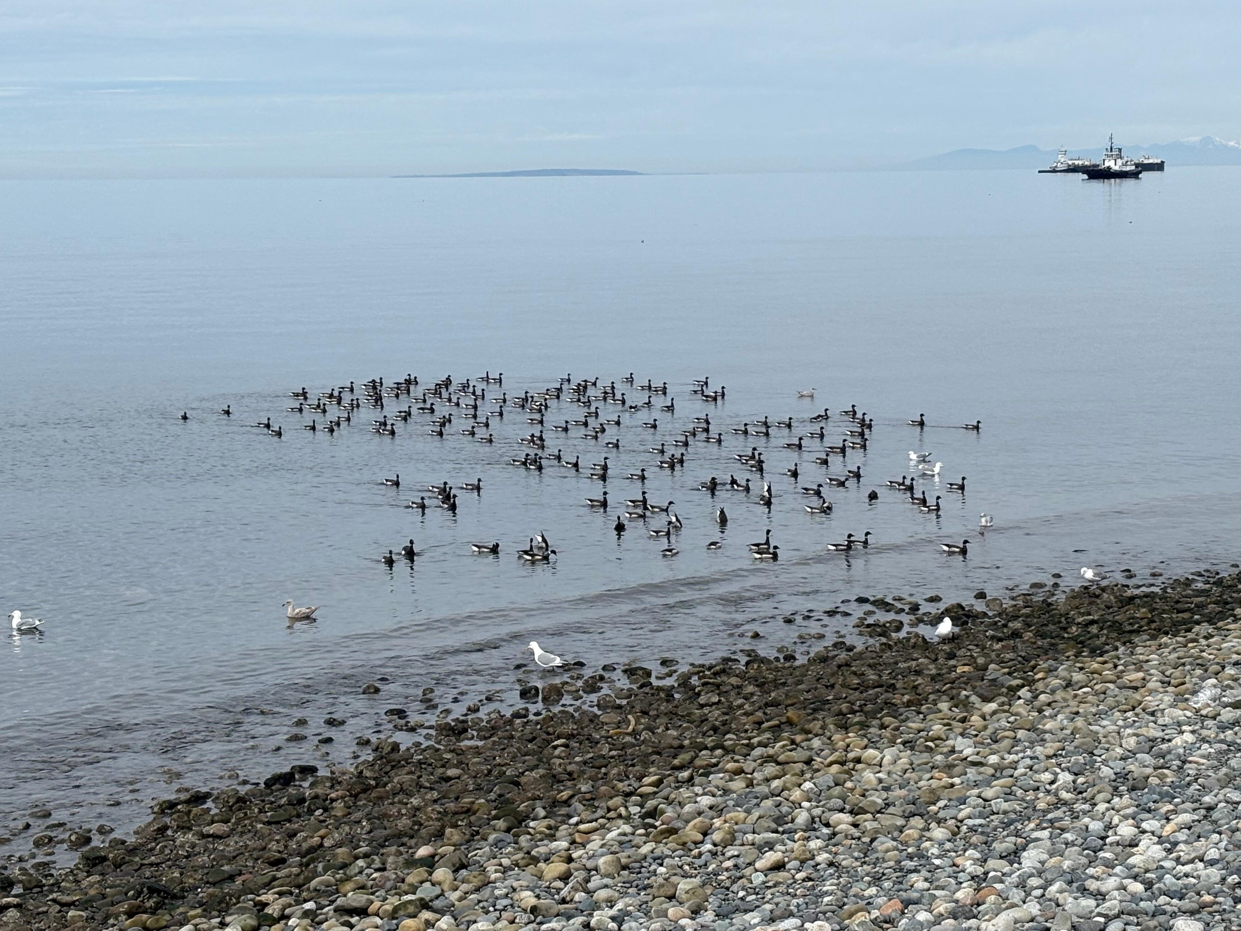 Lots of bird watching