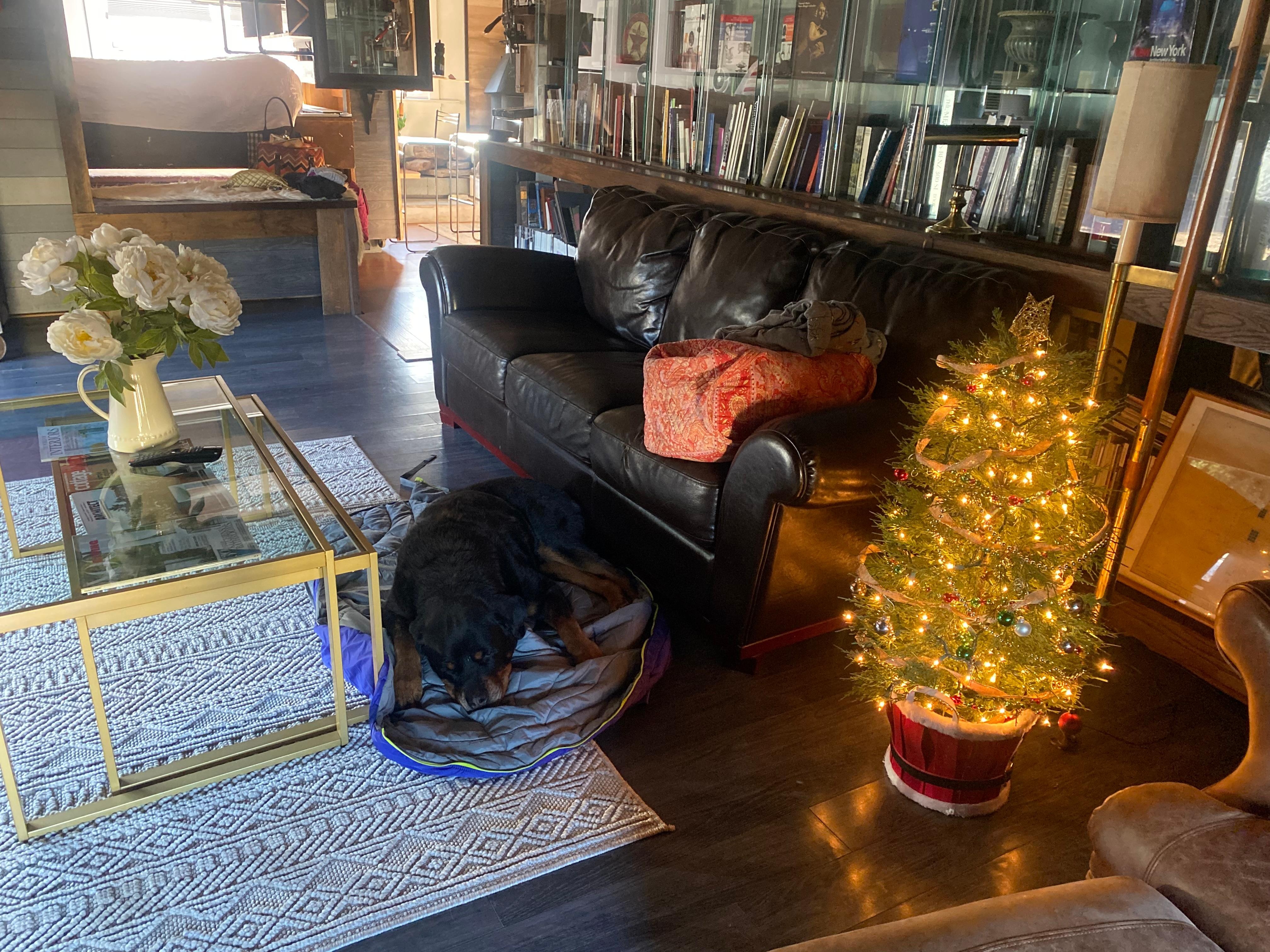 My dog lounging on his bed by the Christmas tree