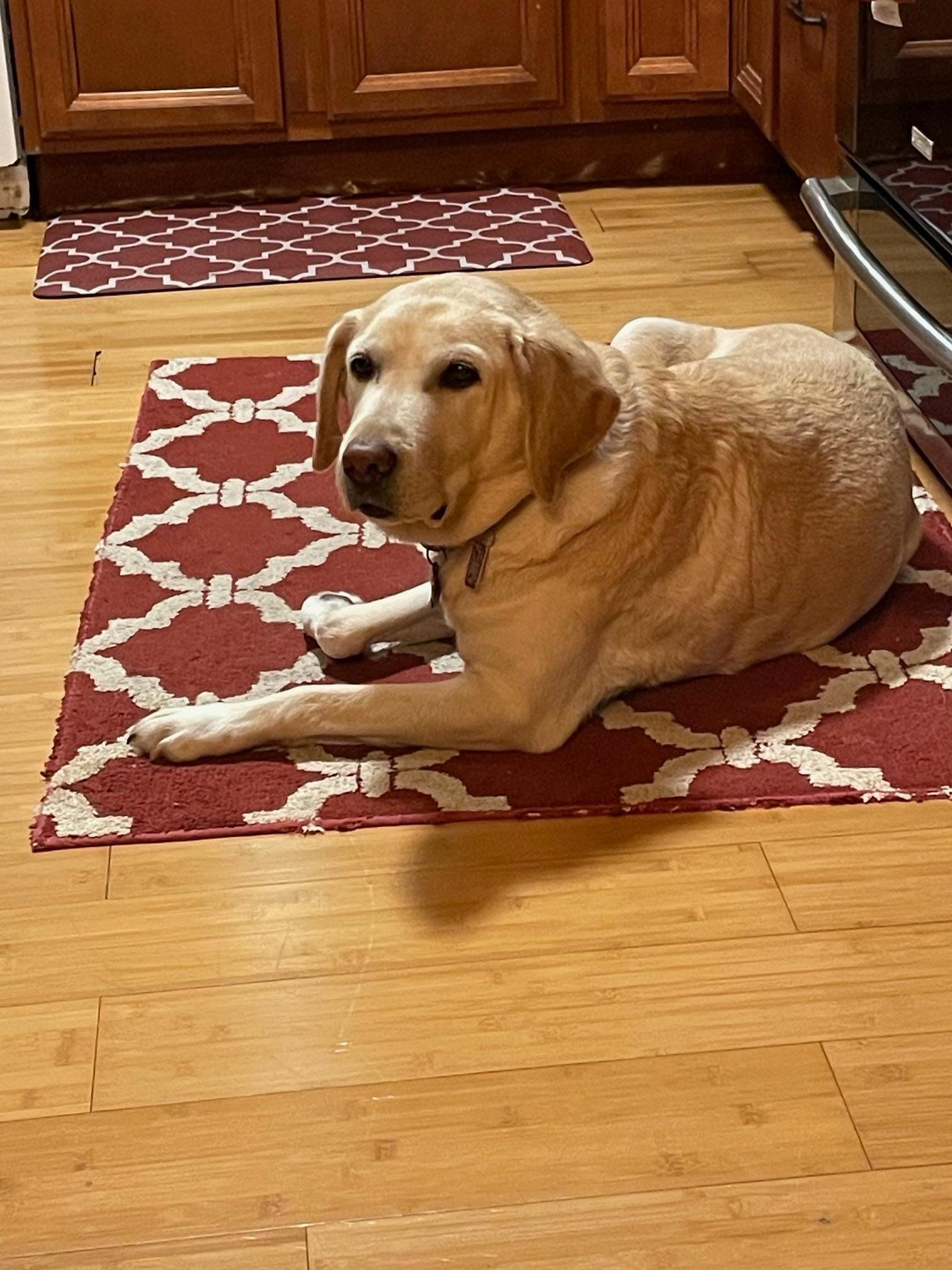 the kitchen is the place for Reno to be, eagerly watching the landing place for all things food and drink