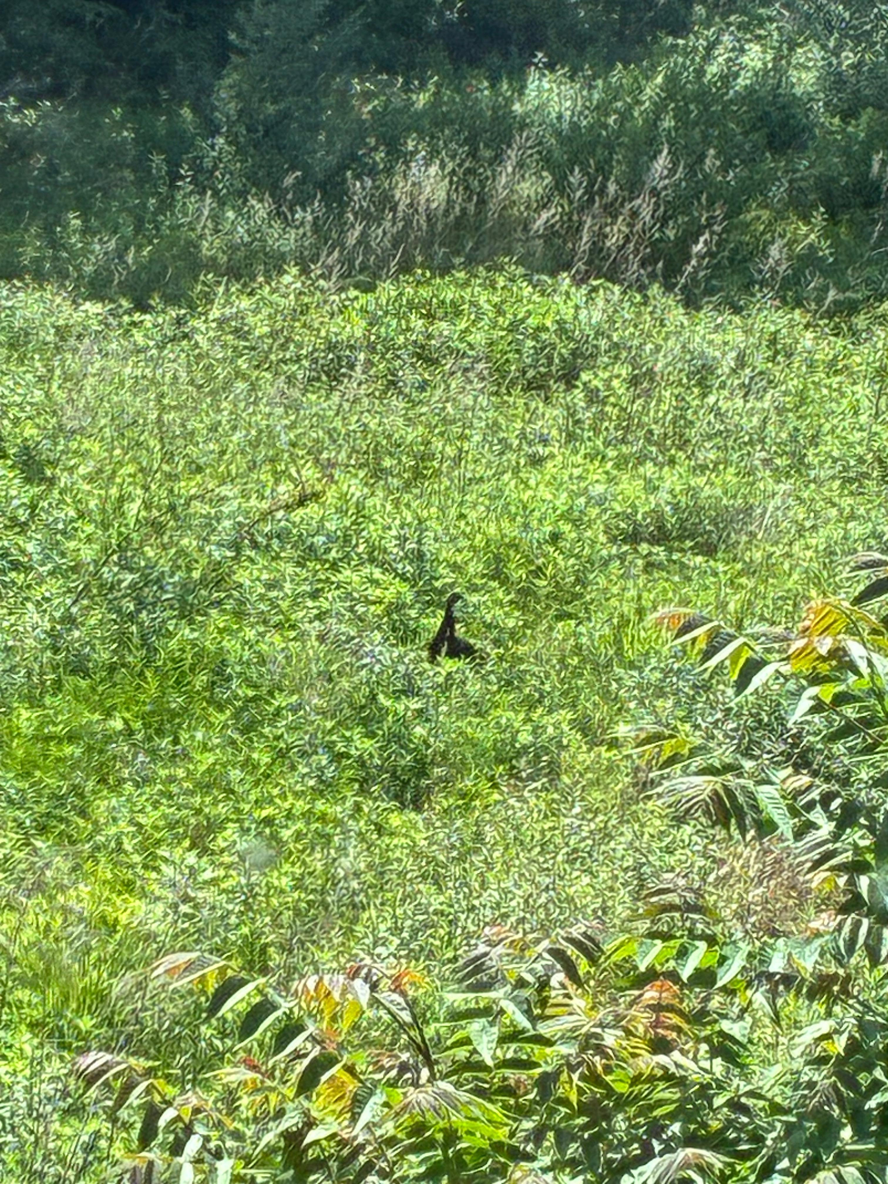 A wild turkey
