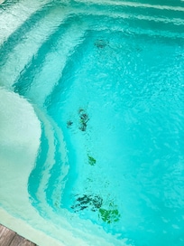 Algae in the outside pool