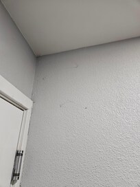 Spider webs