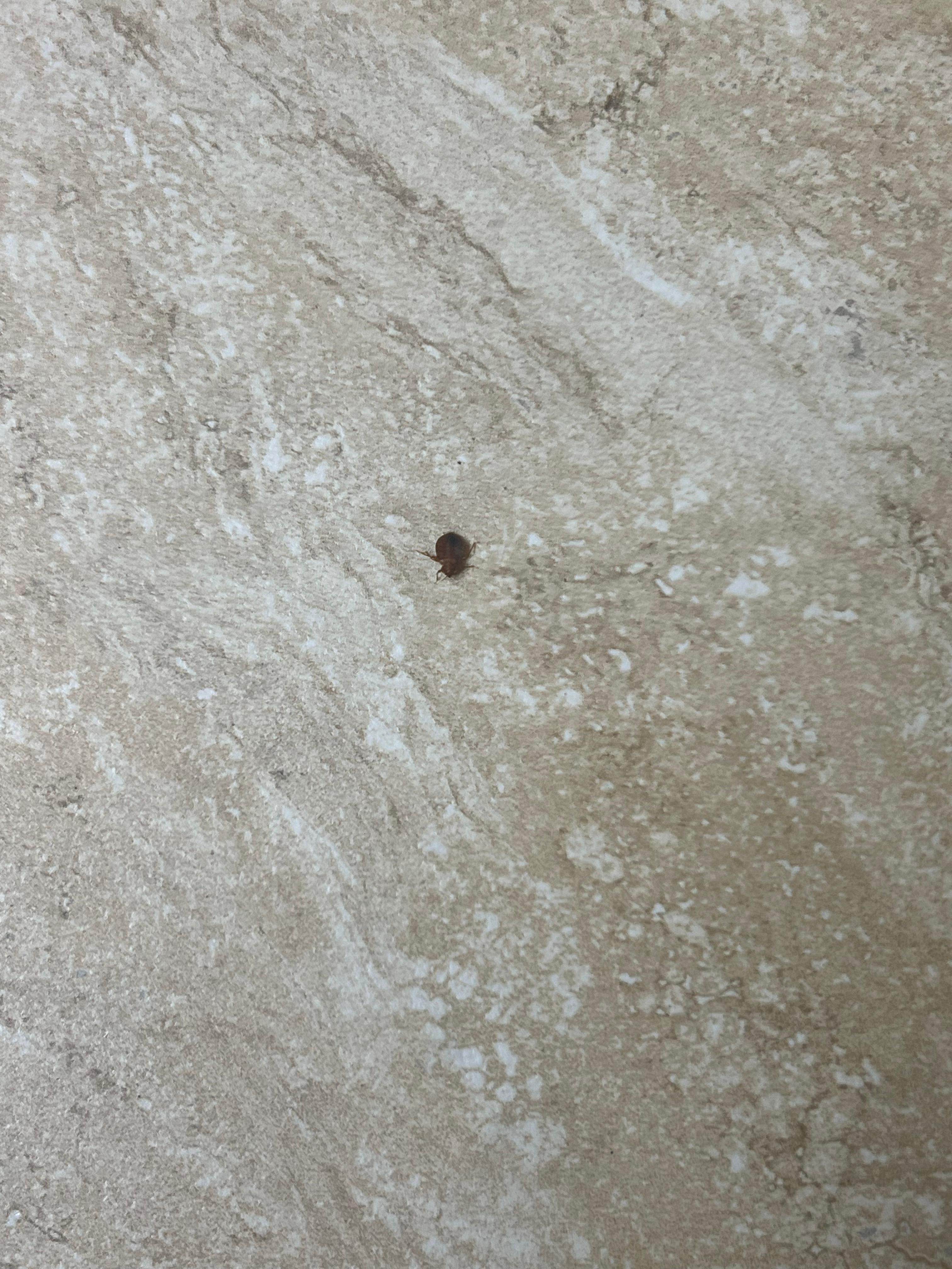 The bed bug we found, I shook it off the pillowcase, and it was on the floor. 