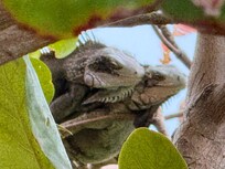 Smiling Iguanas