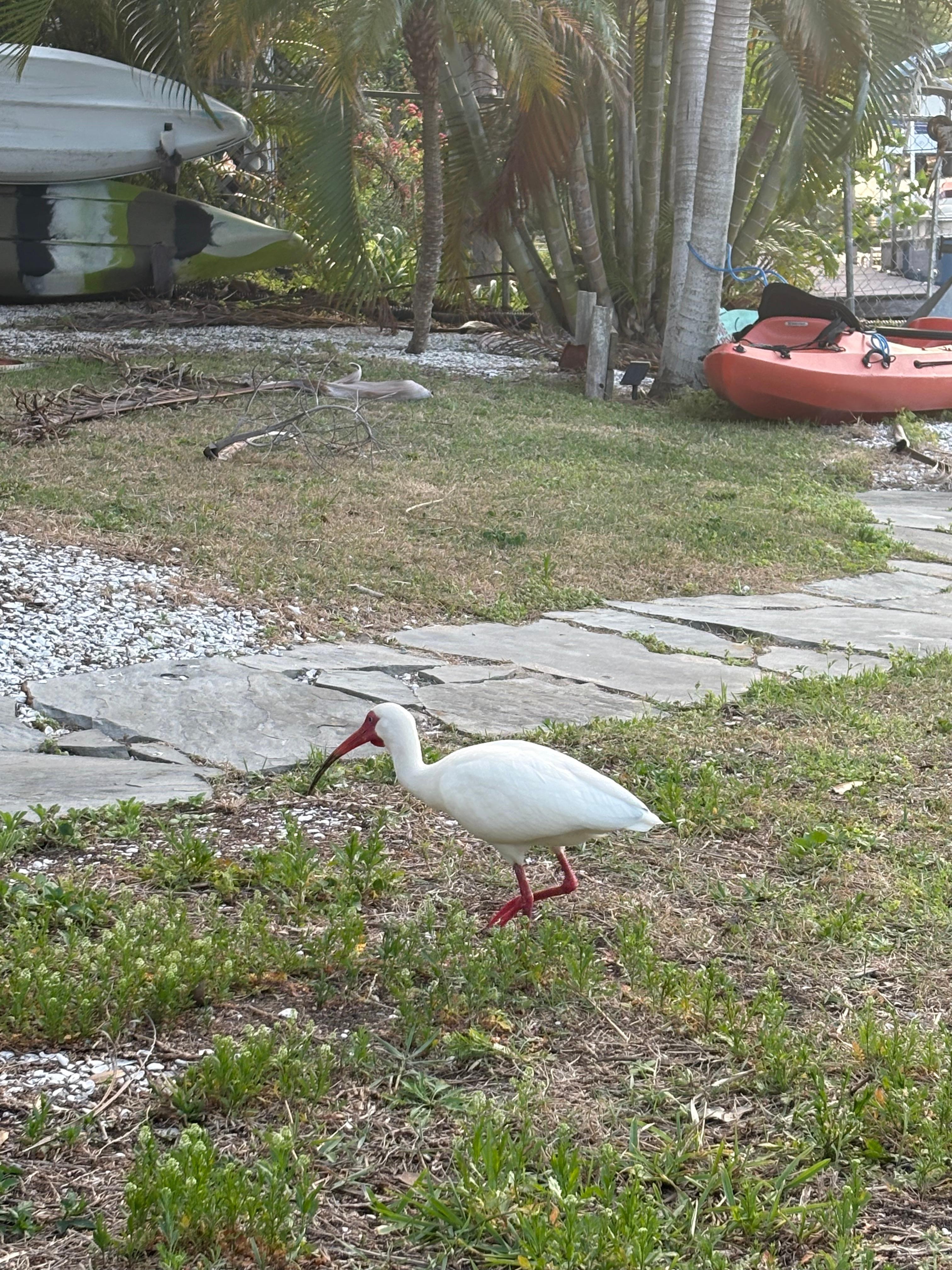 Beautiful birds visited everyday. Backyard is fabulous. 