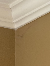 Lots of spiderwebs