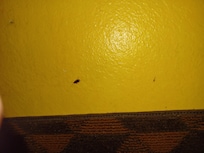 Roach on wall