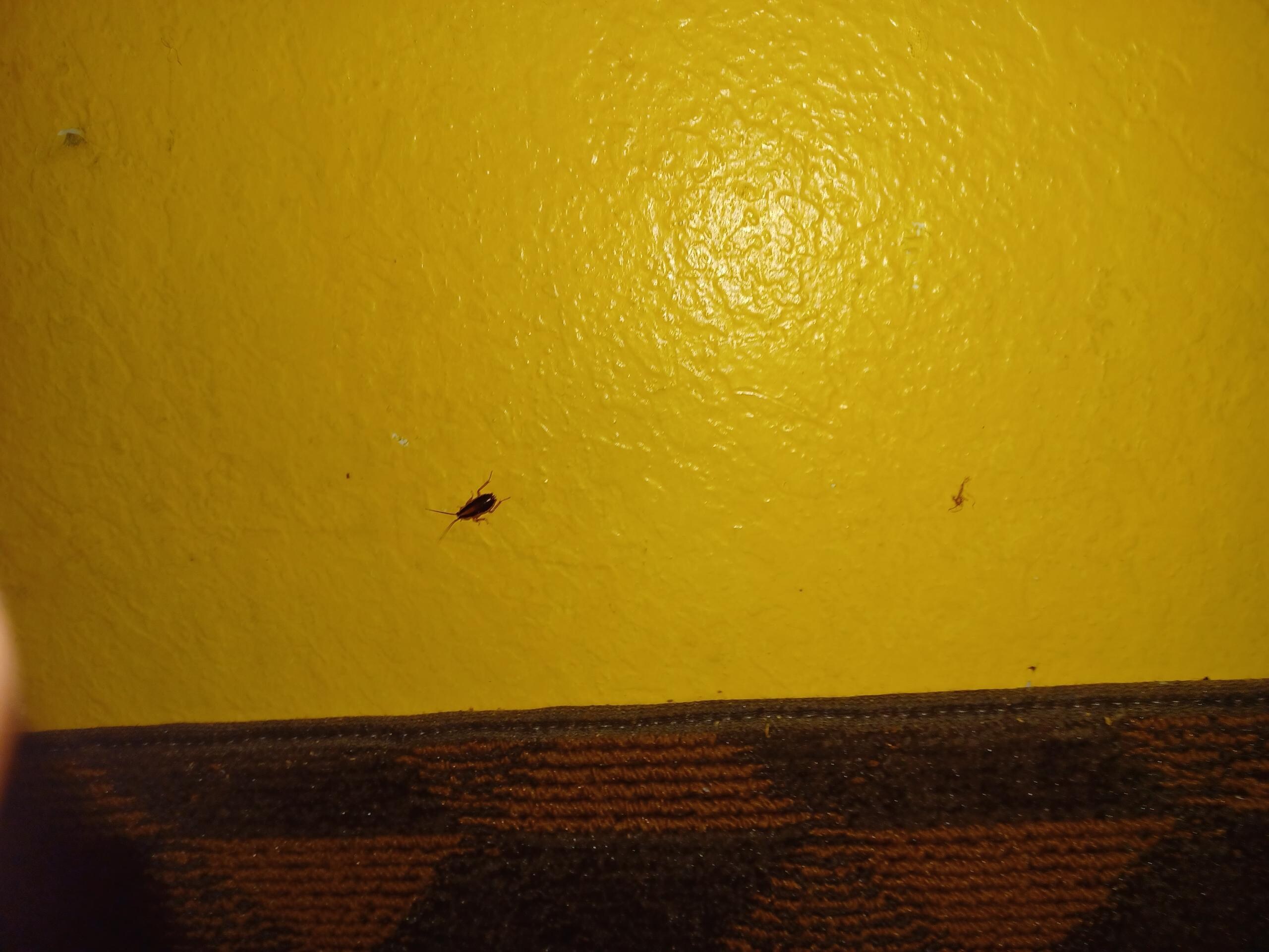 Roach on wall
