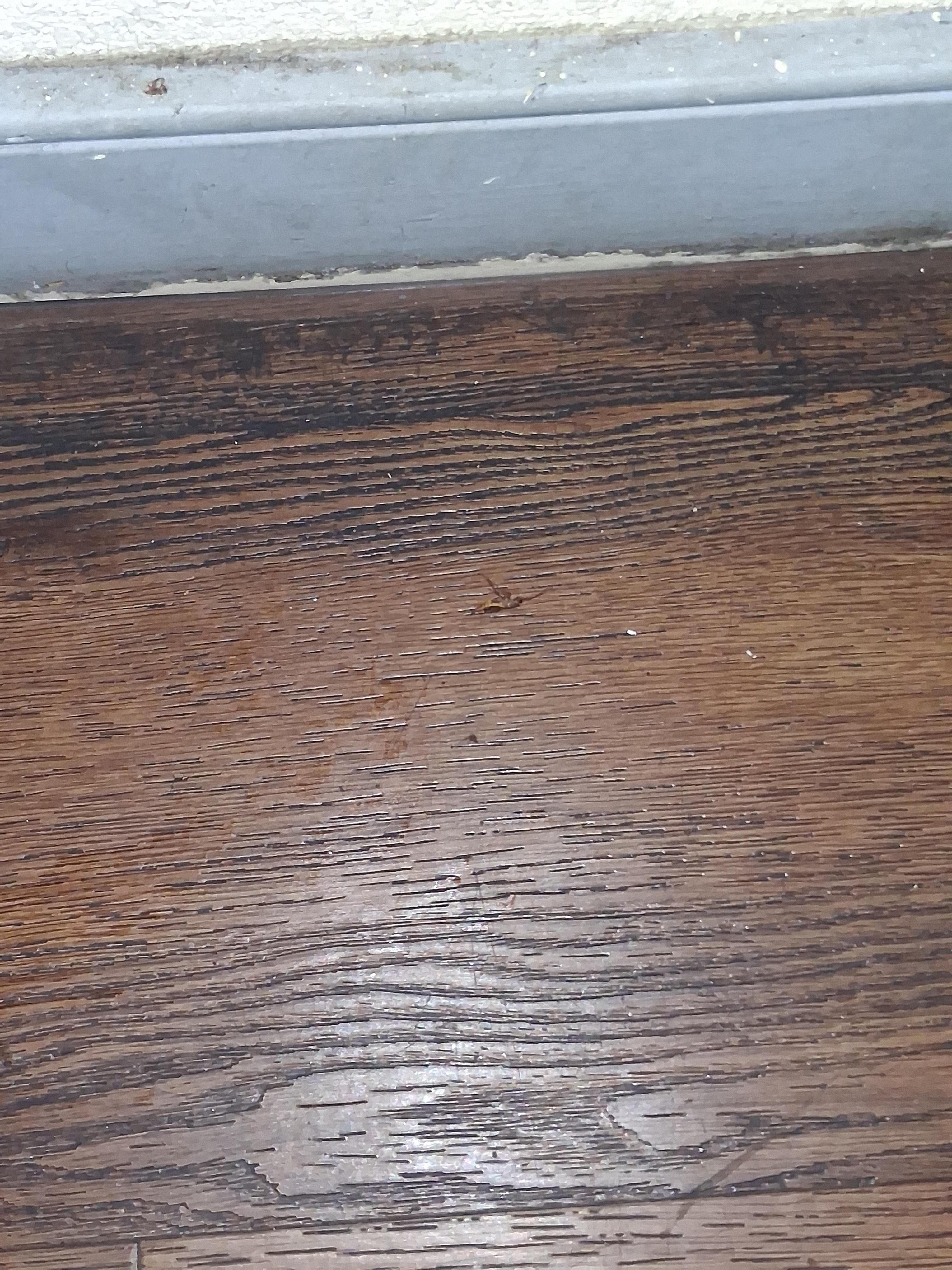 The roach that I killed on the floor