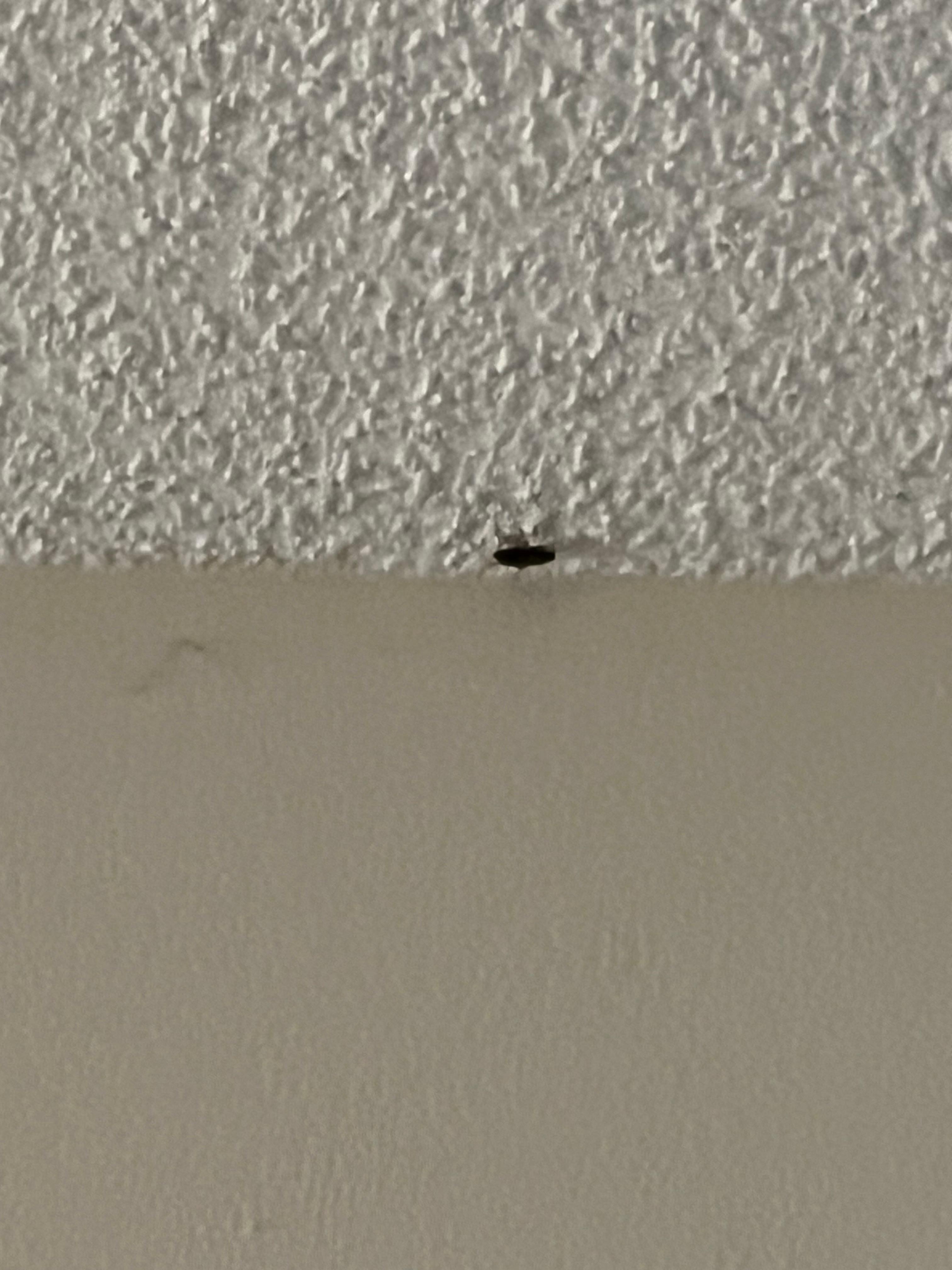 Woke up to this on the ceiling of my room….
It is a cockroach
Water pool was icy cold water manager didn’t even know that the heater wasn’t on the pool area was also cold with the air conditioner running totally disappointed booked a different room!